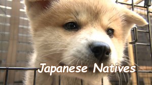 5.9K views · 103 reactions | A zoo in Wakayama Prefecture will be showcasing traditional Japanese Kishu Dogs in hopes of increasing owners. | Nippon TV News24 Japan | Facebook