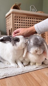The bunny trio - Ronnie, Daisy & Willow on Instagram: "Bunny morning routine 🐰 This is a quick 10-15 minute freshen up that I do every morning after they have had their breakfast, on days when I don’t clean out their litter boxes (I clean these out every other day). As I’m not using any cleaning products, the buns aren’t shut out of the room on freshen up days. Ron is always straight in the hay tub 🙊 Hope you all have a wonderful Friday 🤍 • • _______________________________________________ #p