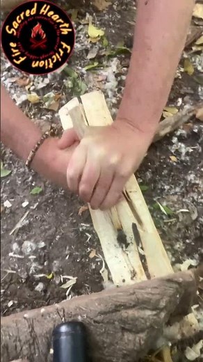 Coaxing fire from wood using fire plough in the uk #ancestralfire #fireplough #fireplow