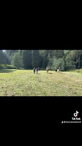 Cherry Tree Farm Riding Academy Sadberge Darlington on Reels