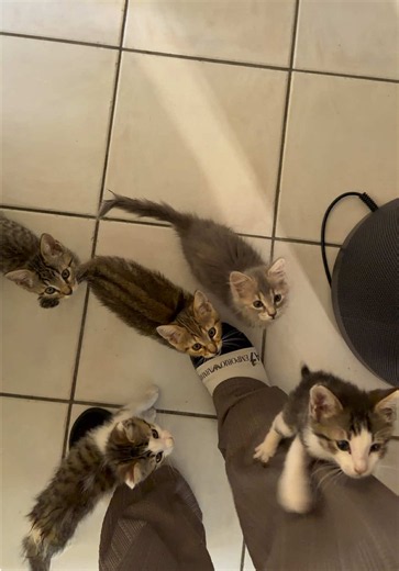 Services compliqués : que faire quand mon chat s'agace ?