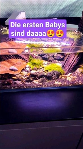 Die ersten Waschbär Babys wurden gesichtet 😍😍 #aquaristik #aquarium #garnelen #raccoon #tiger