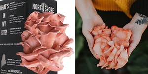 The Best Mushroom Growing Kit for Beginners Is Under $40 on Amazon Right Now