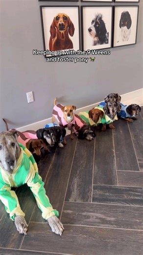 I’m spiraling over here 😵‍💫🥲 | wiener dog