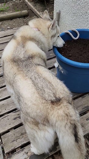 Husky Checks Out Grandma's POTATOES! | #Shorts #Husky #HuskyDog #Dogs #CuteDogs