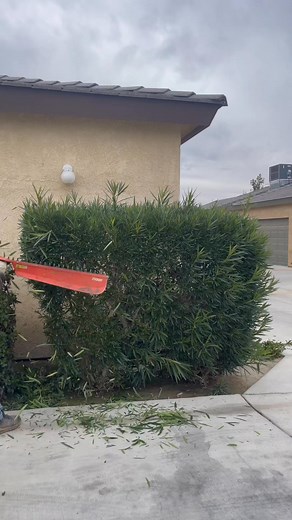 #foryoupage #viralvideo #triming #hedge #trimmer #. . . . #garden #gardening #flowers #nature #plants #flower #photography #naturephotography #gardendesign #green #love #gardenlife #summer #landscape #gardeninspiration #flowerstagram #plant #jardin #plantsofinstagram #beautiful #spring #art #flowersofinstagram #photooftheday #home #garten #flowerphotography #gardens | Alducin