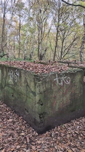What is that? Found in woods! #haunted #forest #fyp