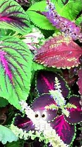 Ultimate Guide to Coleus: How to Grow Vibrant Foliage Plants | Vomovplants.com #coleus #coleusplant