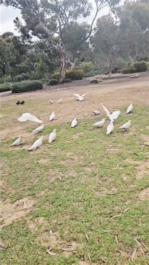 Just a casual walk... through a Corella convention. 🐦😆. #littlecorella #corella #naturephotography