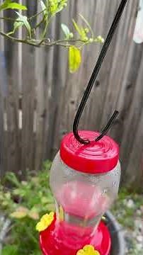 Rid of ANTS from Hummingbird Feeder | EASIEST WAY