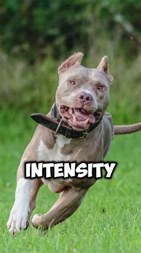 American Bully Protects His Owner Like a Bodyguard!