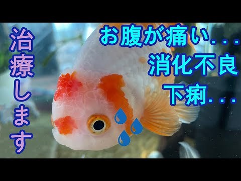 Goldfish Disease: Floating Feces. Indigestion and How to Treat It.