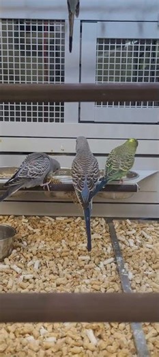 Beautiful rare parakeets, budgies around