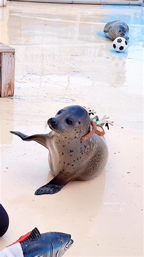 はくひめhakuhime on Instagram: "全力バイバイのはなまる👋🦭と、後ろで強化練習中の天才フットボール選手もちもち⚽️🦭 Follow: @hakuhime_az🦭💕 December 6, 2025 #アザラシ #海豹 #seal #あざらし #東武動物公園 #ゴマフアザラシ #seals #sealsofinstagram #seallovers #dailyseal #sealotd #sealpup #babyanimals #sealsofinstagram #babyseal"