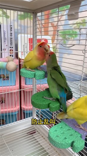 Install It Like This, Tighten the Screws & Let Your Parrot Enjoy 🦜