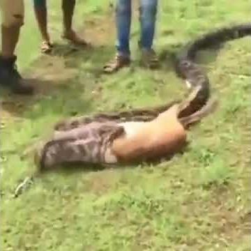 what! medium Snake can swallow a dear?