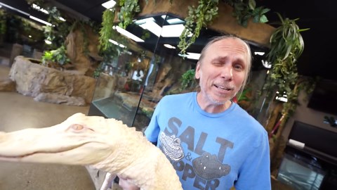 Albino Alligator Destroyed Cage