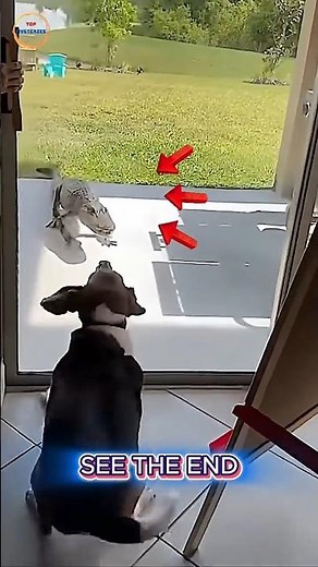 Dog vs Crocodile: Who Blinked First?