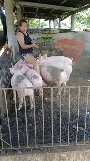 Sweet Piggies Cuddling Together 🐷🤗 #PigLove #CuteMoments #Animals