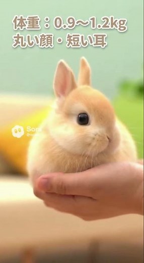 Netherland Dwarf characteristics