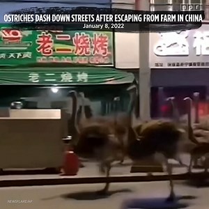 459K views · 11K reactions | Dozens of ostriches raced through...