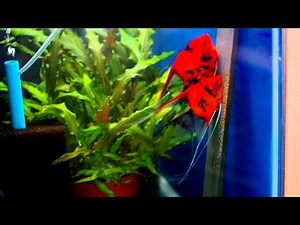 Angelfish Breeding Pair 1051