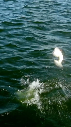 13 reactions | MISSED FISH MONDAY You can't catch 'em all, and this bass decided it didn't want to come in the boat! #BassProShops #RangerBoats #FishGarmin #SunlineAmerica #YamahaOutboards #SecretLures #TheSecretIsOut #Fishing #BassFishing #Monday | Fisherman's Handbook | Facebook