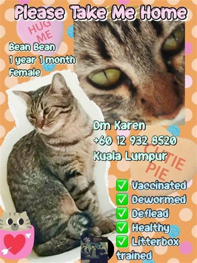 Domestic Short Hair + Tabby Cat For Adoption - 1 Year 10 Months, BEAN BEAN (Vaccinated 3 X) from P..