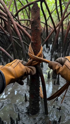 How to Build an Elevated Mangrove Shelter for Swamp Survival