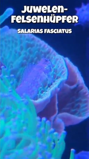 Fische im 360 Liter Meerwasseraquarium Juwelen-Felsenhüpfer, Salarias fasciatus