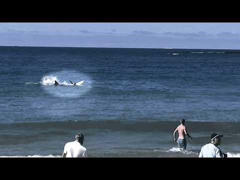 Shark Attacks That Happened in 2026