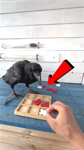 Crow Beats Human in Tic Tac Toe 😲