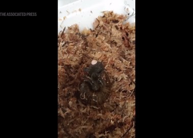 Rare New Zealand snail is filmed for the first time laying an egg from its neck