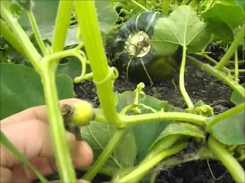 Buttercup Squash When To Harest Which Ones To Eat First