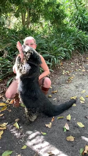 What is it?! #bear #cat #bearcat #fun