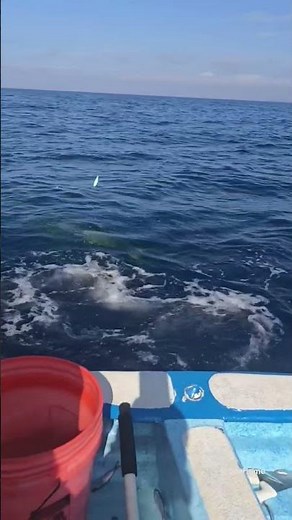 Insane Electric Gold Mahi-Mahi Strikes Right at the Boat! #deepblue #fishing