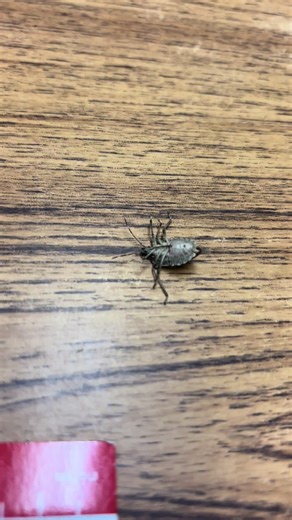 This bug’s got some moves 😂🤣#bug #moves #circus #lol #training | circus