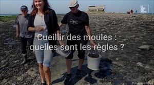 Cueillir des moules, est-ce permis, quelles sont les règles ?