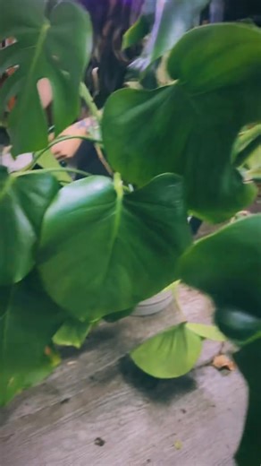 Your roots are showing… time for a new pot! Repot those plants today💚🌿 | St Maries Floral & Gift