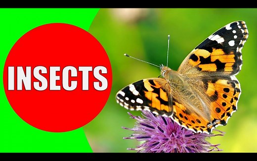 儿童科普 昆虫 INSECTS FOR KIDS Learning