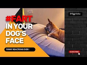 Funny FART Reactions That Only Dogs Can Give | Try not to Laugh