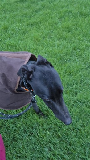 💙Jack Update💙 This day last week, Jack had an x-ray, and thankfully, there is nothing broken in his leg , it's just muscular. So with pain relief and rest Jack should be perfectly fine. We have already seen a huge improvement 👏 | Pauline's Rescue