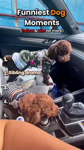 Cutest sleepy dogs 🐶❤️