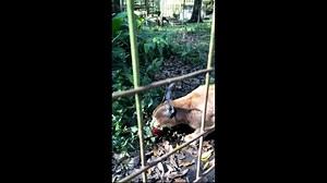 18K views · 140 shares | KEEPER MOMENT – Here's Cyrus Caracal and his...