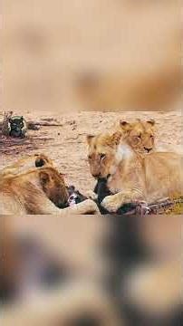 Lion Pride: The Empire That Dominates the Ruthless Savannah