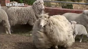 This is what a runaway sheep looks like after not having a haircut for nearly seven years. Sheila the sheep had been missing in the Australian wilderness since 2010 but was recently found at the side of the road, unable to get up because of her 21kg of wool. The man who found Sheila said he was surprised to see her move. Peter Jones said: "It winked at me. Obviously it wasn't dead". | ITV News