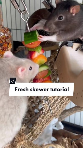 Wondering what to feed your rats? In addition to a complete & balanced daily dry food, which you’ll likely get from a pet store or vet, it’s really important for your rats to have a variety of fresh foods too! Meats, fruits & vegetables all play important parts in your rats diet. Fruit should be given sparingly as it’s high in sugar, but there are plenty of fruits that rats can eat, with berries being more on the nutritious side as they’re full of antioxidants. Our rats favourite fresh foods inc