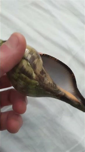 True Tulip, Fasciolaria tulipa, 4-3/4" large