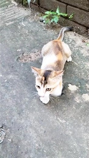 Cat activities #shortsvideo #shorts #short