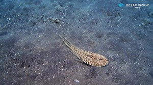 1.9M views · 259 reactions | This is a Sole or Flounder??? Well no, it's a Mimic Octopus, This Octopus excels in the art of imitation and Hide hole in the sand so easy... | OceanVizion | Facebook
